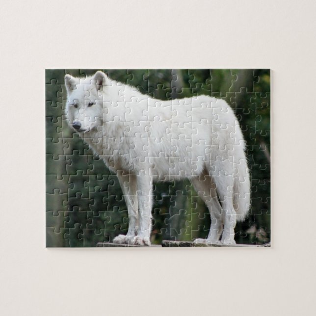 Rompecabezas majestuoso de White Wolf (Horizontal)