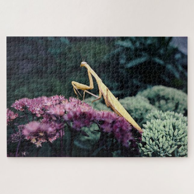 Rompecabezas Mantis Oración Púrpura - 20x30'' 1014 (Horizontal)