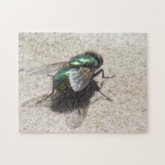 Rompecabezas - Mosca de la casa