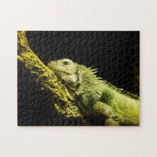 Rompecabezas noble de la iguana