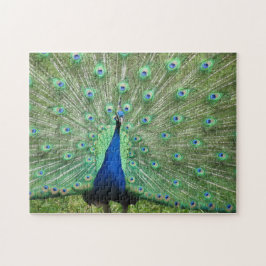 Rompecabezas - orgulloso pavo real