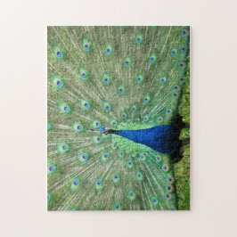 Rompecabezas - orgulloso pavo real