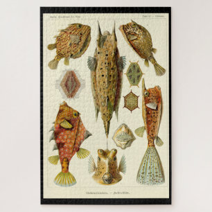 Rompecabezas "Ostraciontes" de Ernst Haeckel