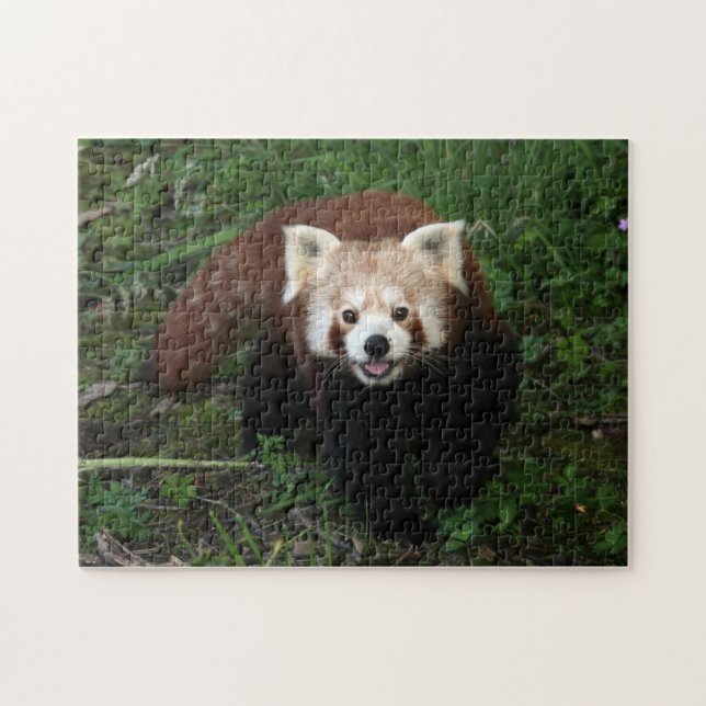 rompecabezas - panda roja (Horizontal)