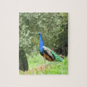 Rompecabezas - Pavo real en la colina