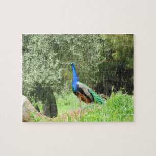 Rompecabezas - Pavo real en la colina (horiz).