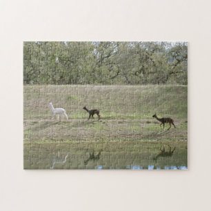 Rompecabezas - Reflexiones Alpaca