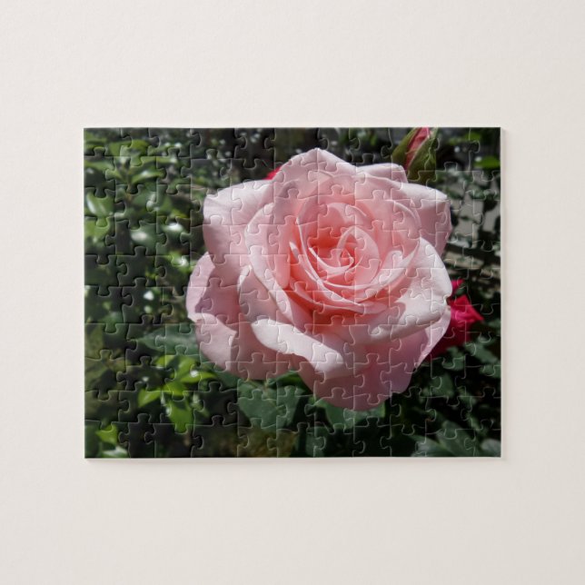 Rompecabezas rosa de Rose Jigsaw (Horizontal)