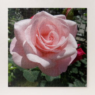 Rompecabezas rosa rosa de jigsaw, 676 pcs