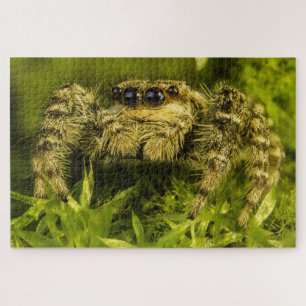 Rompecabezas Saltando araña en la foto de hierba