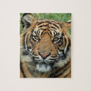 rompecabezas tigre