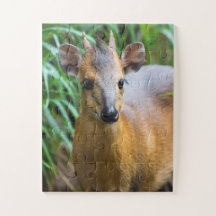 Rompecabezas zoológico infantil con animales