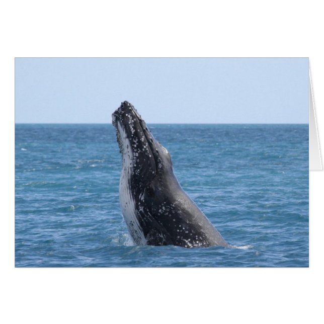 Rompiendo ballena (Anverso (Horizontal))