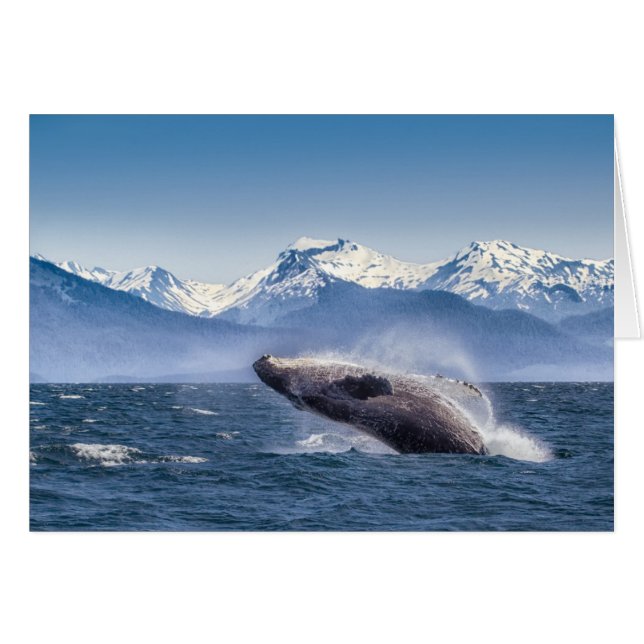 Rompiendo ballena jorobada en Alaska (Anverso (Horizontal))