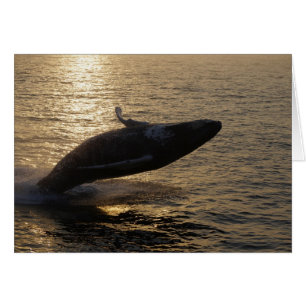 Rompiendo el Humpback