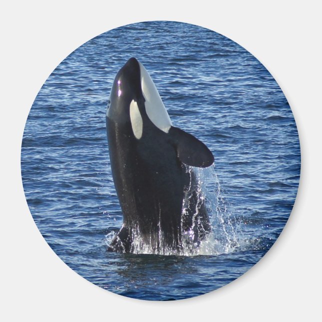 Rompiendo el imán Orca (Ballena Asesina) (Frente)