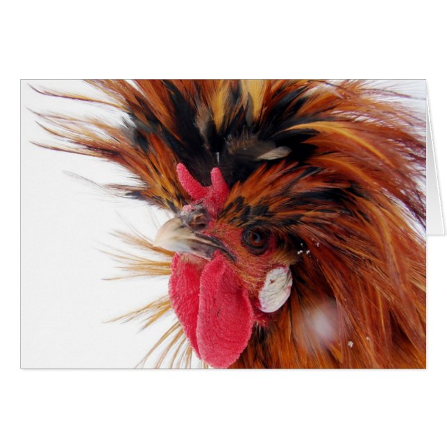 Roo polaco (Anverso (Horizontal))