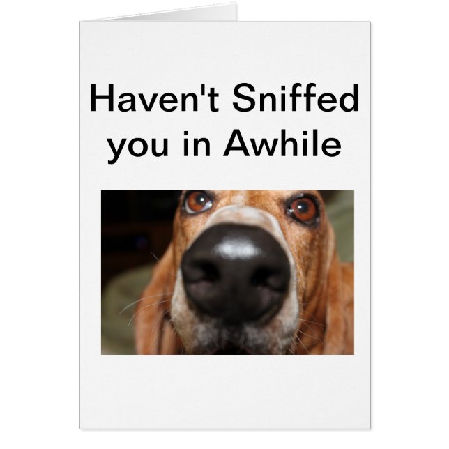 Roofus Sniffs (Frente)