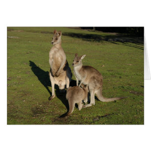 Roos nucleares