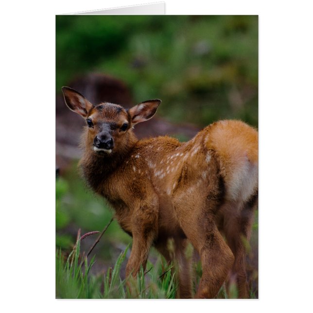 Roosevelt Elk Calf 1 (Frente)