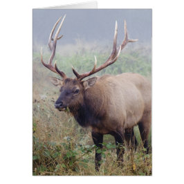 Roosevelt Elk Grazes en el Parque Nacional Redwood