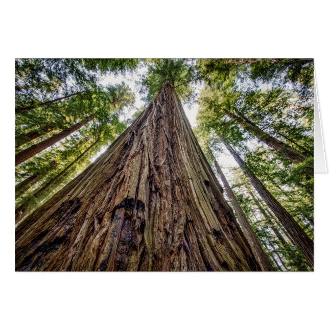 Roosevelt Grove (Anverso (Horizontal))