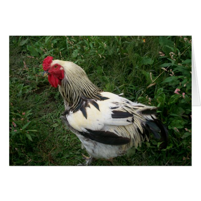 Rooster (Anverso (Horizontal))