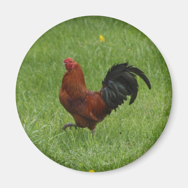 Rooster 1 - imán (Frente)
