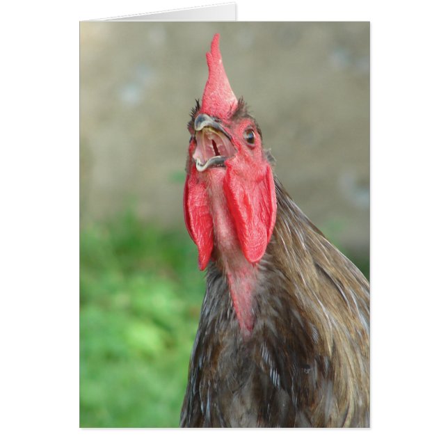 Rooster azul (Frente)