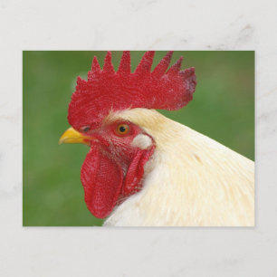 Rooster blanco con tarjeta postal roja