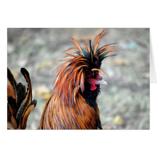Rooster de Crested polaco (Anverso (Horizontal))