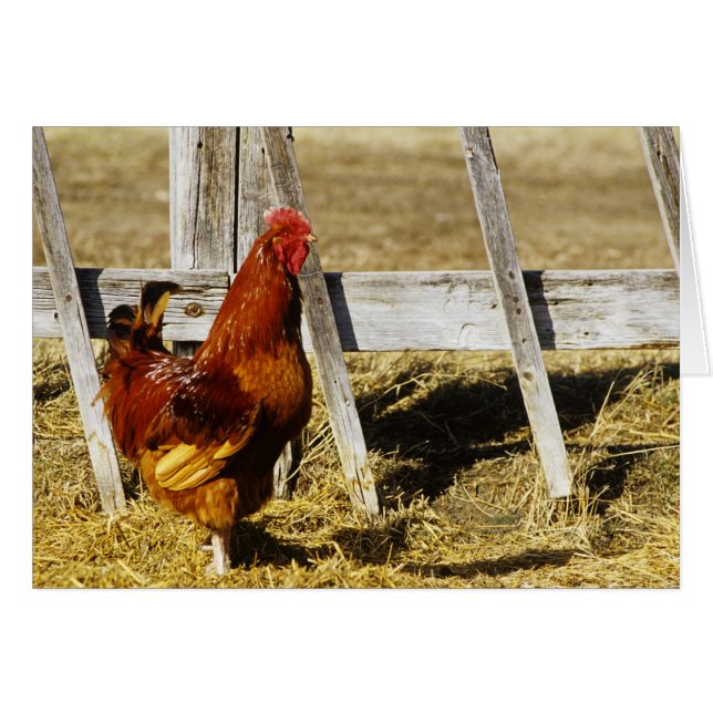 Rooster de Rhode Island (Anverso (Horizontal))