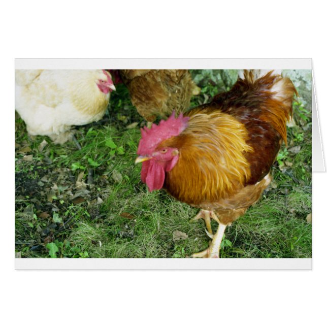 Rooster en Prowl (Anverso (Horizontal))
