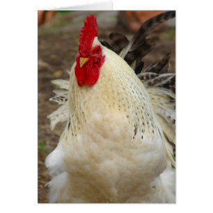 Rooster en un Día del Viento