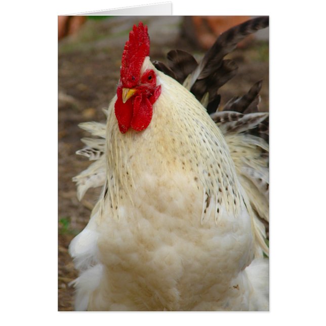 Rooster en un Día del Viento (Frente)