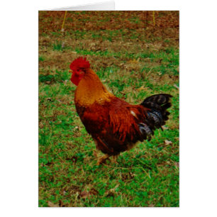 Rooster mirando hacia la izquierda