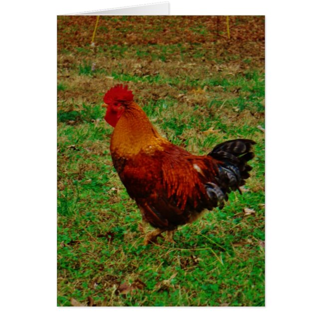 Rooster mirando hacia la izquierda (Frente)