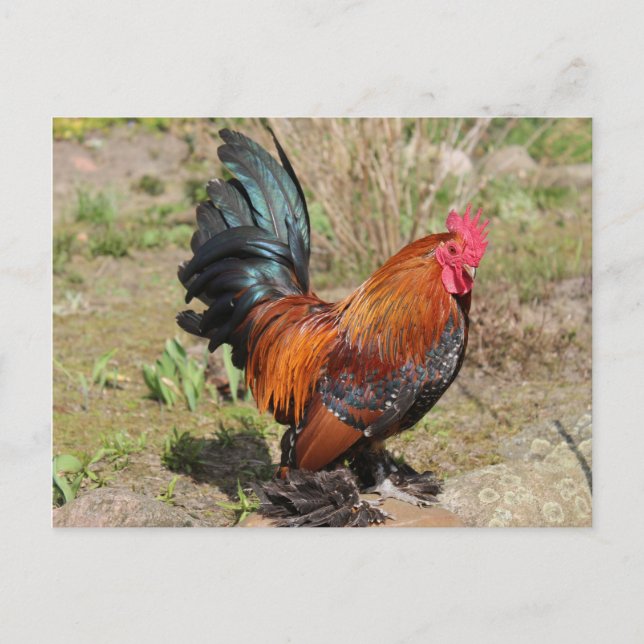 Rooster / Pollo en una postal de la granja (Anverso)
