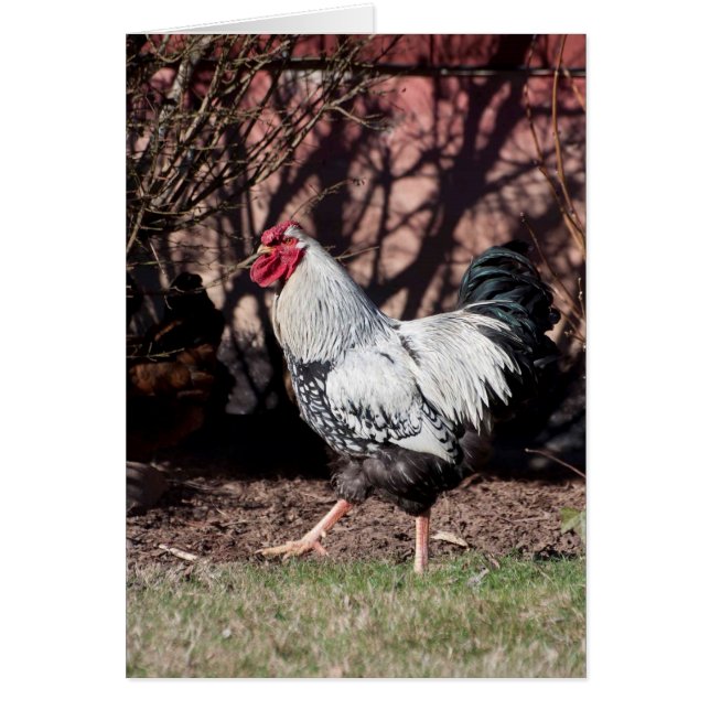 Rooster Struttin sus cosas (Frente)