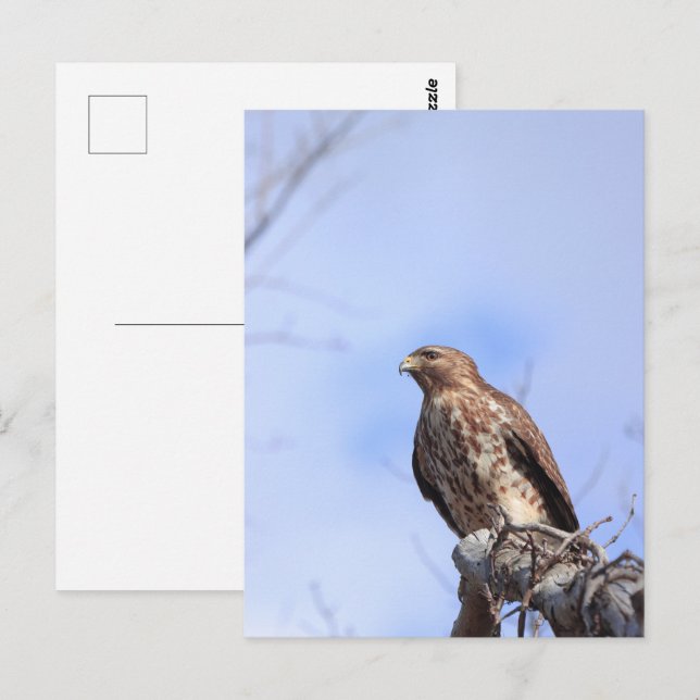 Ropa de postal juvenil de hombro rojo (Anverso / Reverso)