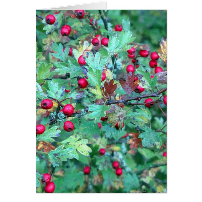 Ropa y bayas (Frente)