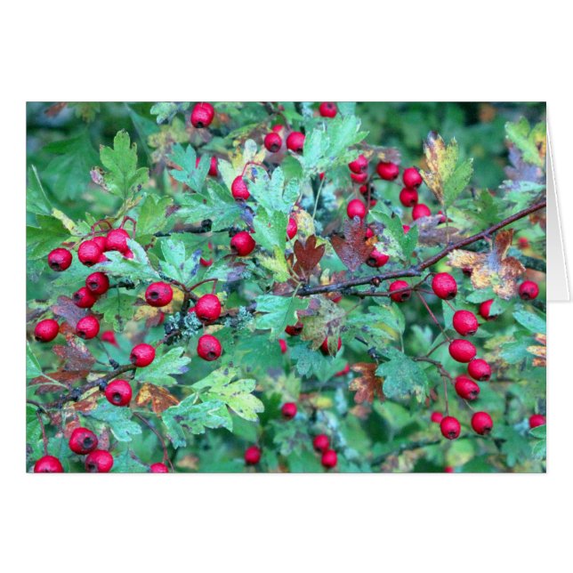 Ropa y bayas (Anverso (Horizontal))