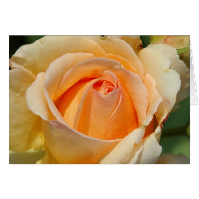Rosa (Anverso (Horizontal))