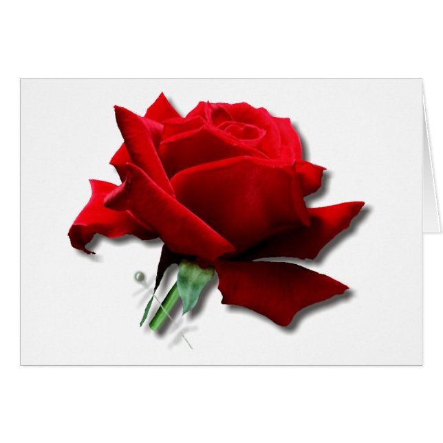 Rosa (Anverso (Horizontal))