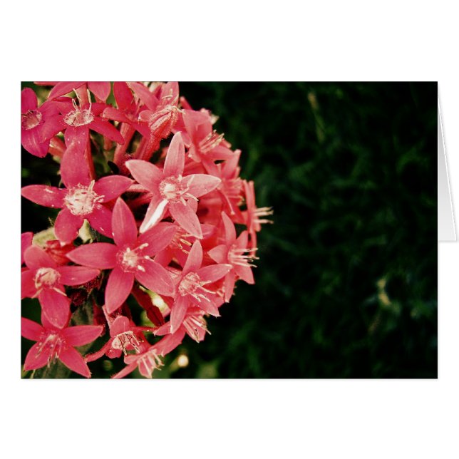 Rosa (Anverso (Horizontal))