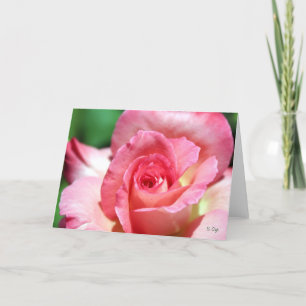 Rosa