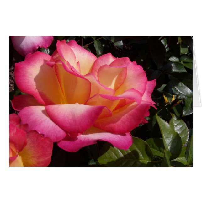 Rosa (Anverso (Horizontal))
