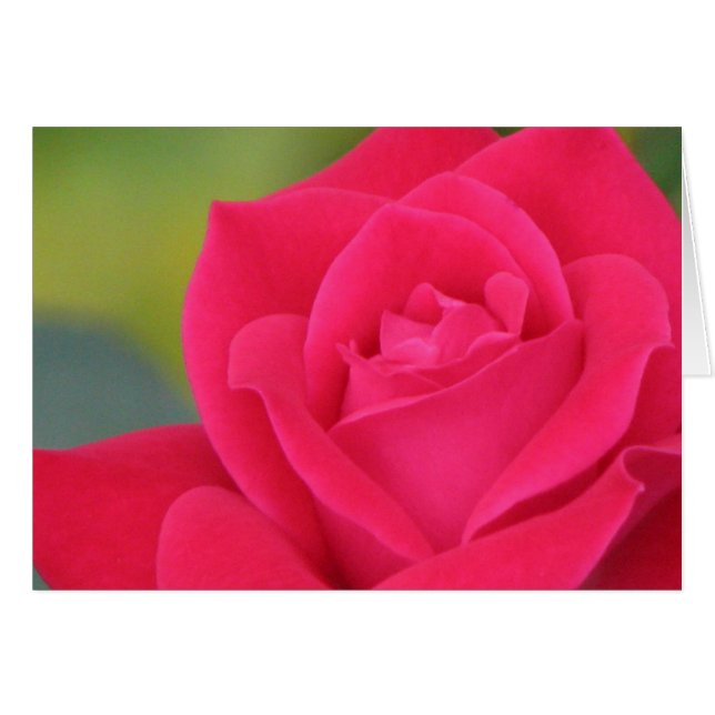 Rosa (Anverso (Horizontal))
