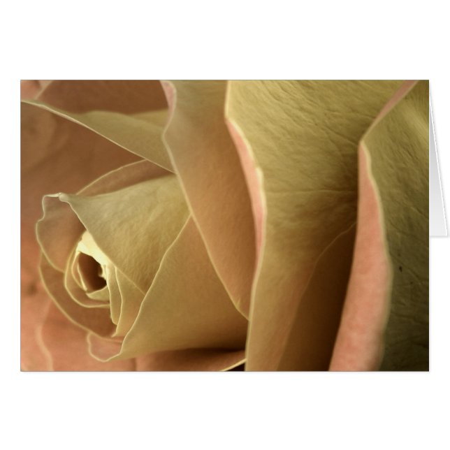 Rosa (Anverso (Horizontal))