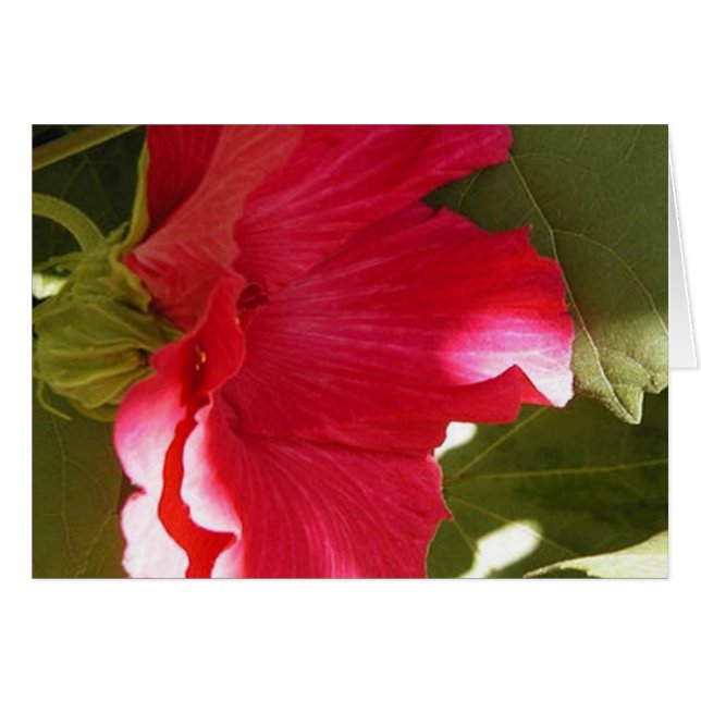 Rosa (Anverso (Horizontal))